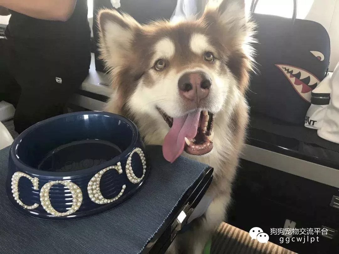 【BJL平台中国】最猛火力+最嫩球队+最强后劲+一点运气=德甲半程冠军