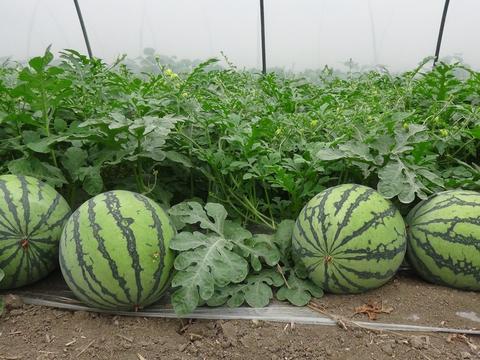 张若梅做的双眼皮让面部更加的协调、自然【BJL平台中国】