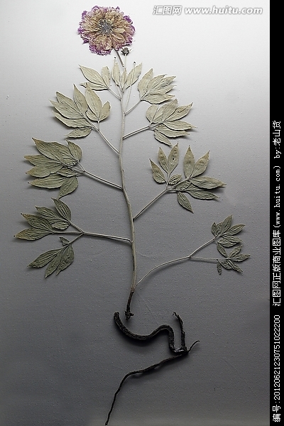 “BJL官方网站”今晚！马布里率队大战CBA总冠军球队，亚洲第一中锋全力阻击