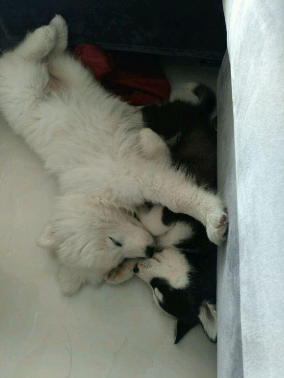 欧冠8强对阵出炉 8月13日开赛，尤文官宣 皮尔洛接替萨里-BJL平台集团