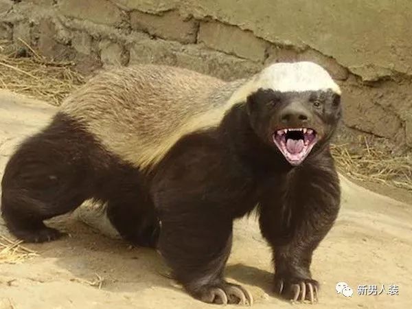 BJL平台中国